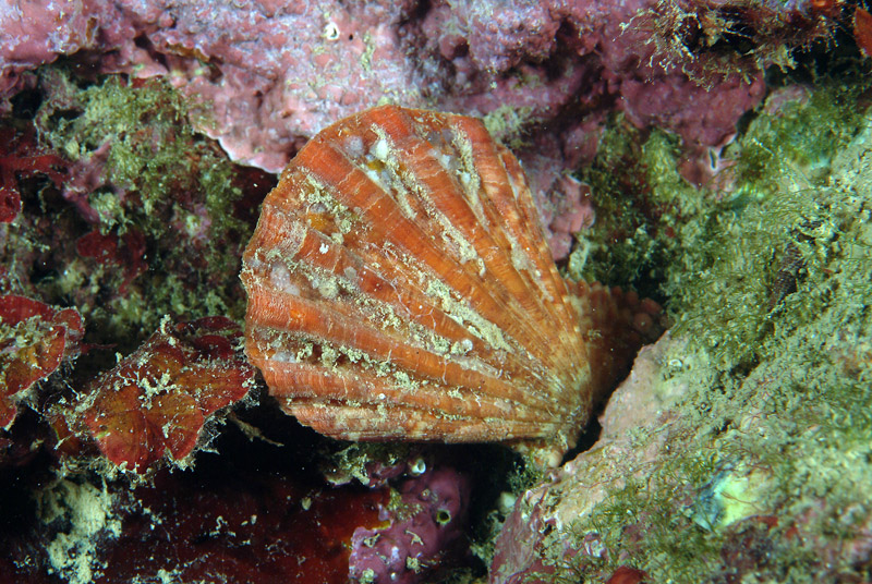 Chlamys pesfelis